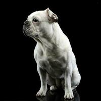 white french bulldog with funny ears posing in a dark photo studio