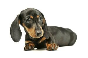 Studio shot of an adorable Dachshund puppy photo