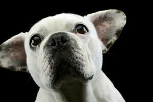 white french bulldog with funny ears posing in a dark photo studio