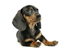 puppy shor hair dachshund relaxing in studio photo