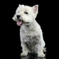 estudio Disparo de un linda Oeste tierras altas blanco terrier foto