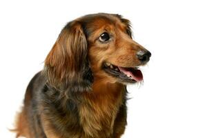 Portrait of an adorable longhaired Dachshund photo