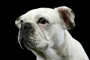 white french bulldog with funny ears posing in a dark photo studio