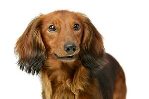 Portrait of an adorable longhaired Dachshund photo