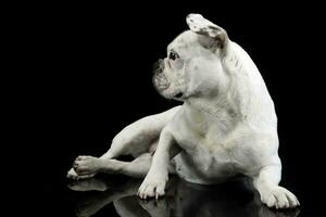 white french bulldog with funny ears posing in a dark photo studio