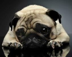 pug relaxing in a grey photo studio