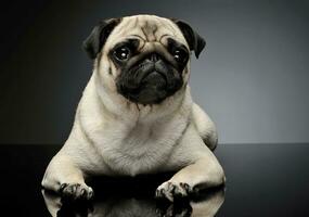 Studio shot of an adorable Pug or Mops lying and looking curiously at the camera photo