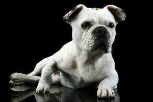 white french bulldog with funny ears posing in a dark photo studio