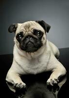 Studio shot of an adorable Pug or Mops lying and looking curiously at the camera photo