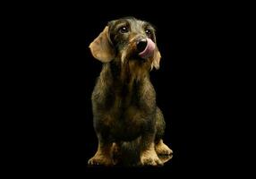 Studio shot of an adorable Dachshund photo