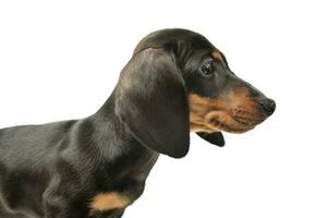 Portrait of and adorable Dachshund puppy photo