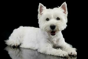 estudio Disparo de un linda Oeste tierras altas blanco terrier foto