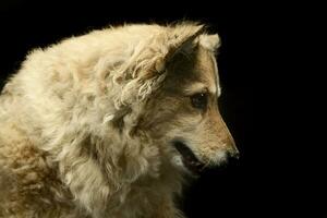 Mixed breed funny dog is relaxing in a dark photo studio