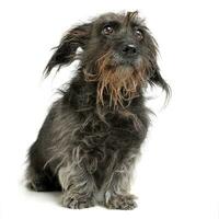 wired hair mixed breed dog in a white studio photo