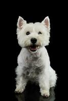 Studio shot of an adorable West Highland White Terrier photo