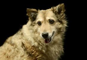 retrato de un adorable mezclado raza perro foto