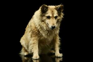 Studio shot of an adorable mixed breed dog photo