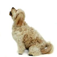 havanese relaxing in a white photo studio