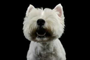 retrato de un adorable Oeste tierras altas blanco terrier foto