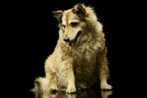 Studio shot of an adorable mixed breed dog photo