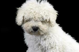 Portrait of a cute Puli dog photo