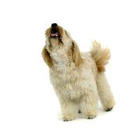 havanese relaxing in a white photo studio