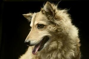 Mixed breed funny dog is relaxing in a dark photo studio