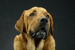 lovely retriewer portrait in a dark photo studio