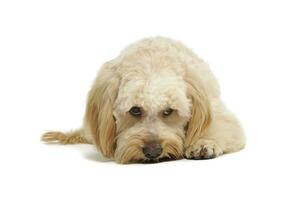 Studio shot of an adorable mixed breed dog photo