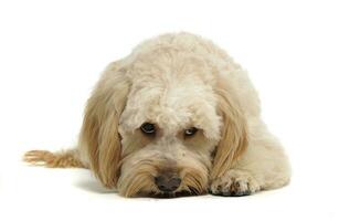 havanese relaxing in a white photo studio