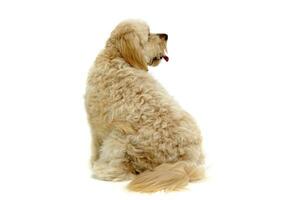 havanese relaxing in a white photo studio