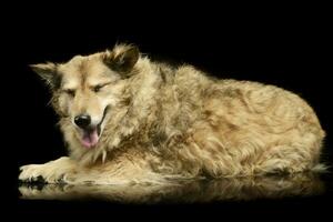 Mixed breed funny dog is relaxing in a dark photo studio