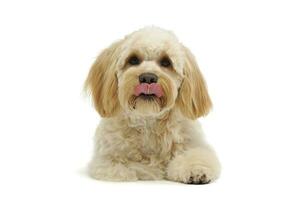 Studio shot of an adorable mixed breed dog photo