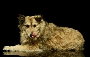 Studio shot of an adorable mixed breed dog photo