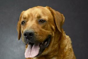 lovely retriewer portrait in a dark photo studio