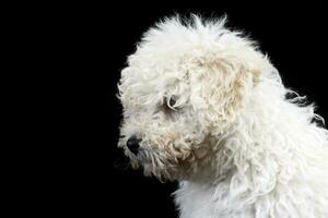 Portrait of a cute Puli dog photo