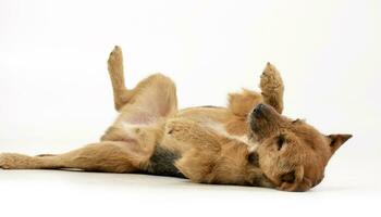 Studio shot of an adorable mixed breed dog photo