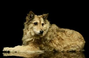 Studio shot of an adorable mixed breed dog photo