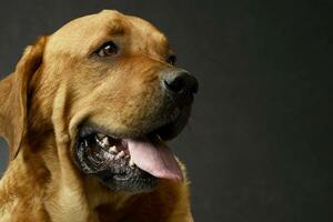 lovely retriewer portrait in a dark photo studio