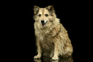 Mixed breed funny dog is relaxing in a dark photo studio