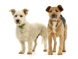 Studio shot of two adorable mixed breed dog photo