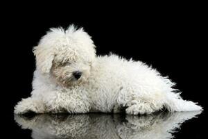 Studio shot of a cute Puli dog photo