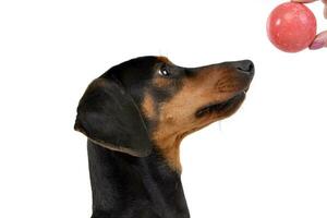 An adorable Dachshund watching a red ball photo