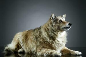 Mixed breed funny dog is relaxing in a dark photo studio