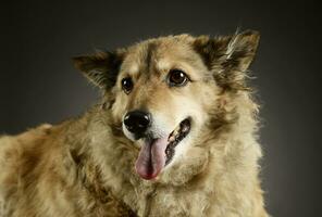 Portrait of an adorable mixed breed dog photo