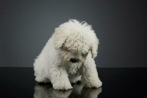 Studio shot of a cute Puli puppy photo