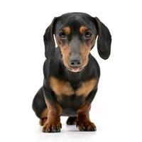 Studio shot of an adorable Dachshund photo