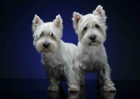 West highland white terriers staying together photo