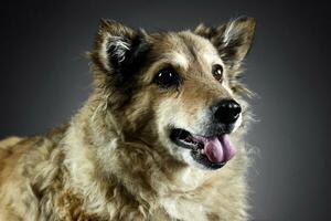 mezclado raza gracioso perro es relajante en un oscuro foto estudio