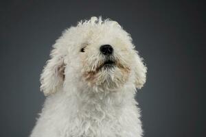 Portrait of a cute Puli puppy photo